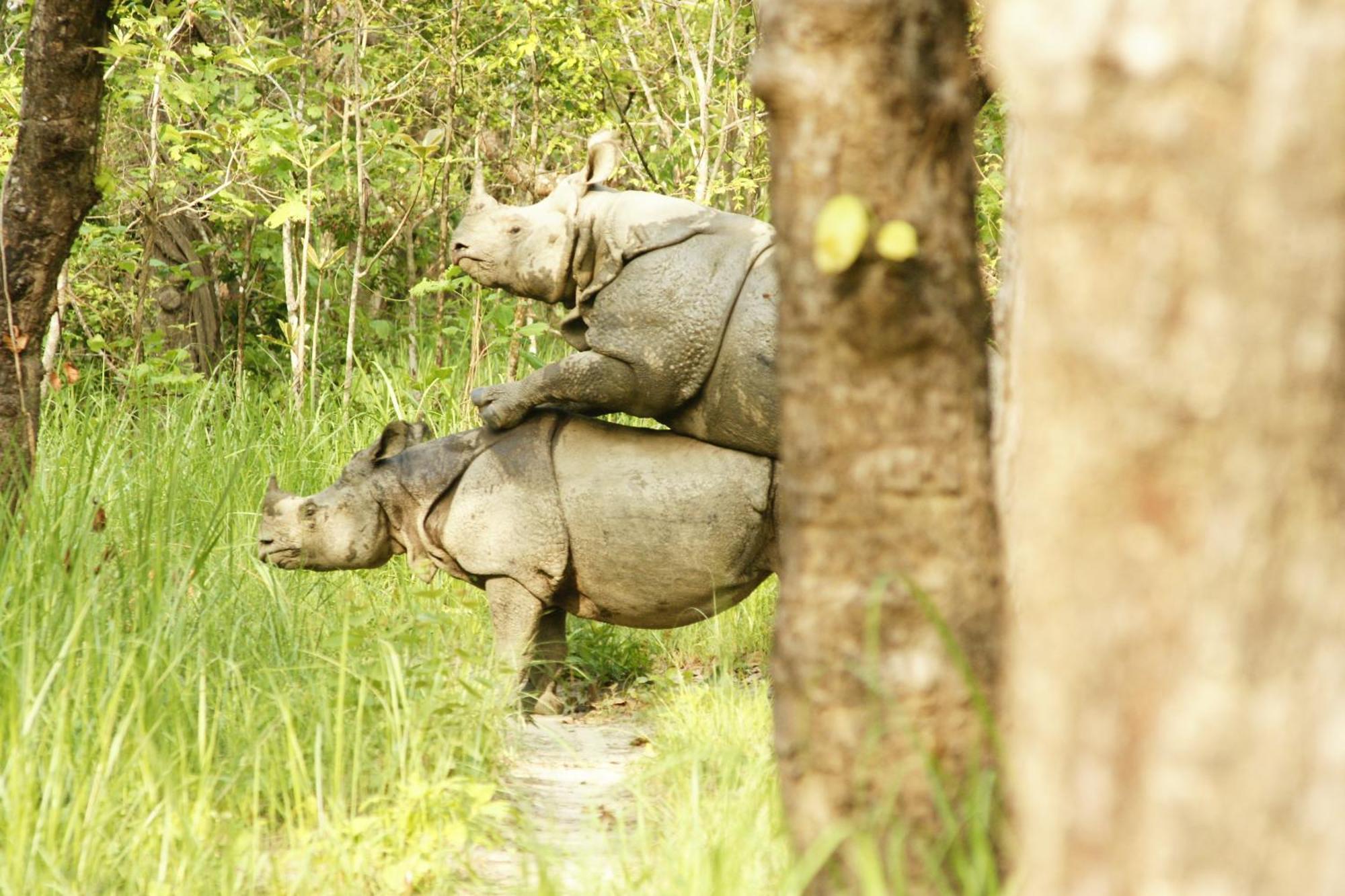 Hotel Jungle Wildlife Camp Sauraha Zewnętrze zdjęcie