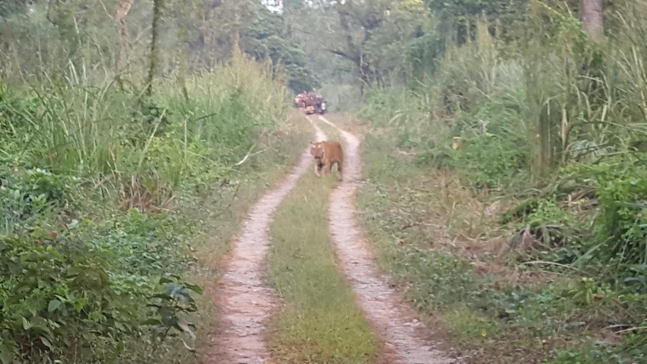Hotel Jungle Wildlife Camp Sauraha Zewnętrze zdjęcie